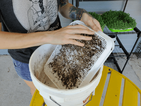 Cleaning off roots from a microgreens tray