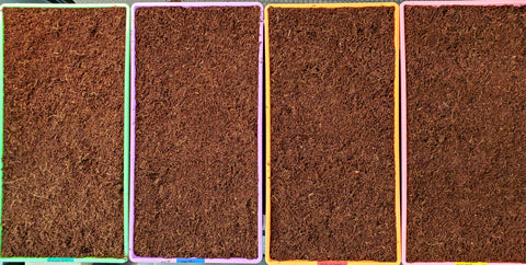 Cococoir grow medium in Microgreen Trays for growing Hydroponic Microgreens Indoors