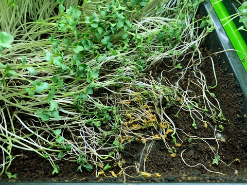 Damping Off on Broccoli Microgreens Tray