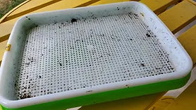 Dirty Microgreens Tray showing How To Clean and Sanitize Microgreens Trays