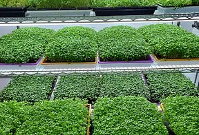 Full grow rack of microgreens