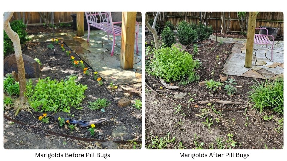 Garden before and after pill bug invasion by On The Grow, LLC