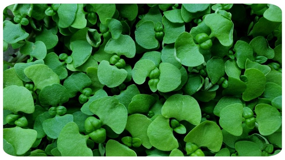 Genovese Basil Microgreens Viewed from the top down by On The Grow, LLC