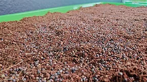 Grow Medium Cococoir with Basic Salad Mix Microgreens Seeds showing How To Grow Microgreens using the On The Grow method