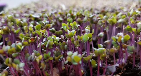 Growing Purple Kohlrabi Microgreens on Cococoir
