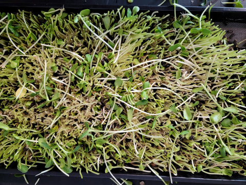 Harvested tray of Sunflower Microgreens grown on Reusable Microgreen Grow Medium_edited