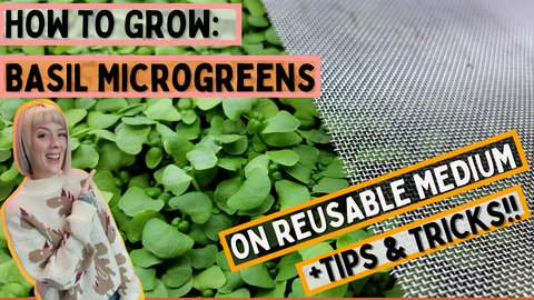 How to grow Basil Microgreens on Reusable Grow Medium - On The Grow(1)