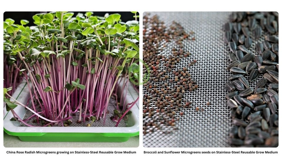 Left - Fresh Hydroponic Radish Microgreens growing on Stainless-steel, Right -Broccoli and sunflower microgreen seeds on stainless-steel medium  by On The Grow, LLC