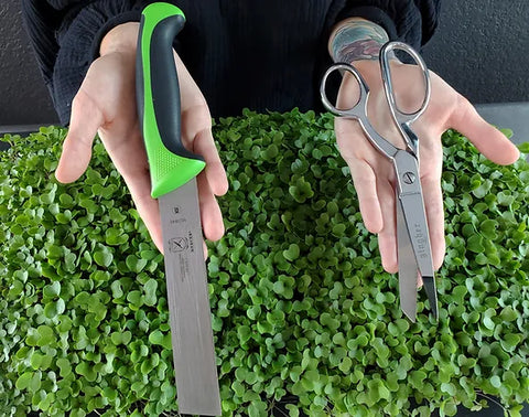 Mandi Of On The Grow Holding Harvesting Knife and Scissors for Microgreens