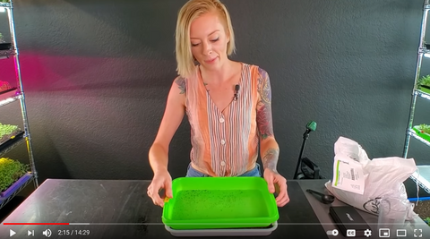 Mandi of On The Grow Placing green bottom tray on top of microgreen seeds