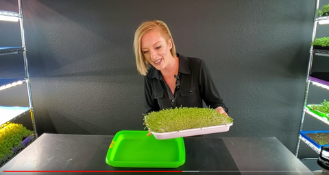 Mandi of On The Grow removing Microgreens from Blackout