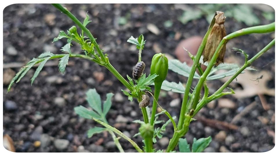 Marigold Flowers being eaten by pill bugs - On The Grow, LLC