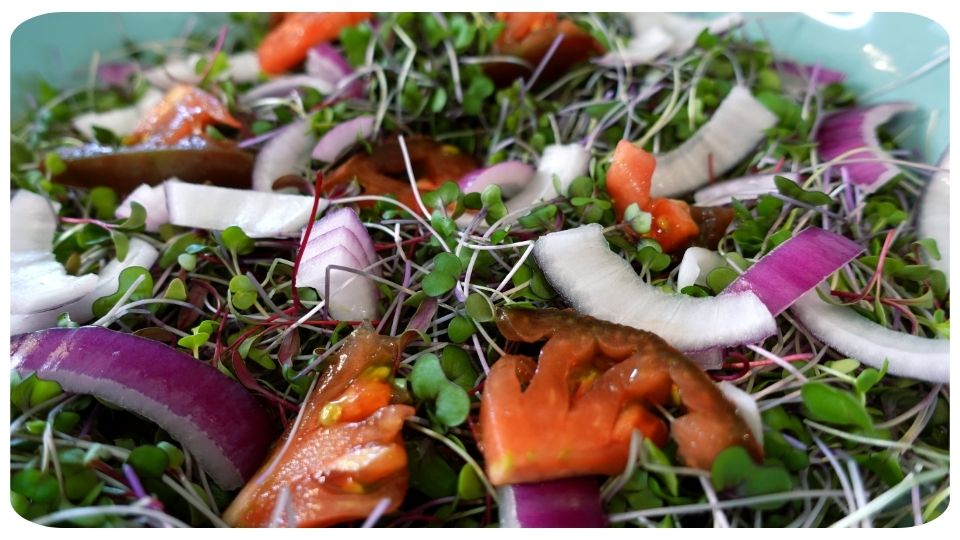 Microgreen Salad Mix with Onions and Tomatos by On The Grow, LLC