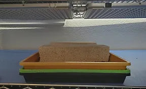 Microgreens germinating under weight on a dark shelf