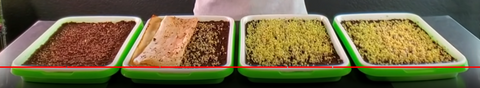 Microgreens grown with Various Weights on Top comparison