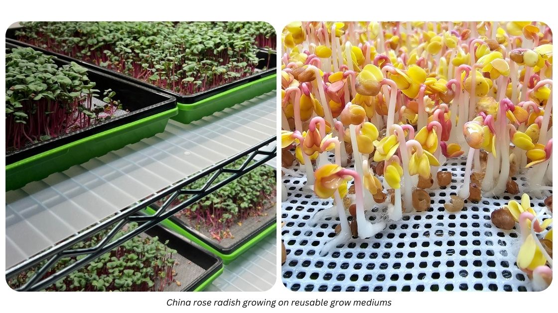 Millbrook Microgreens growing China Rose Radish on Reusable Grow Mediums ; blog photo 2