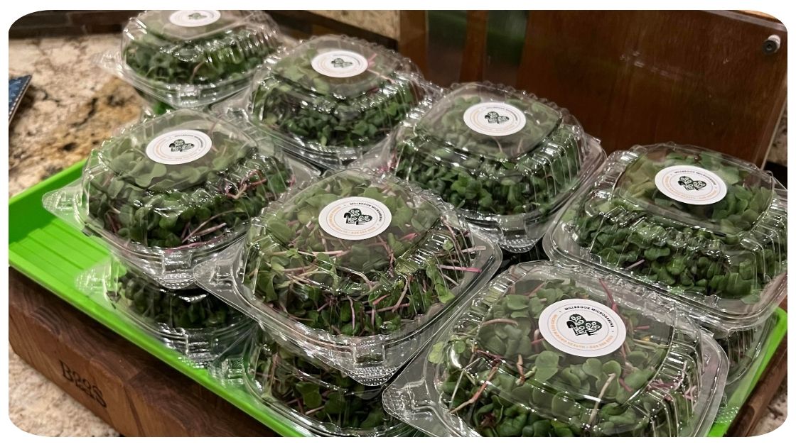 Millbrook Microgreens stack of clamshells filled with radish microgreens - Blog photo
