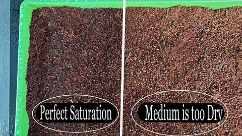 On The Grow, How to tell when your Grow Medium and Microgreens seeds need more or less water during germination.