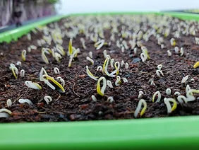 On The Grow's Cilantro Microgreens emerging from Hydroponic Grow Medium Coco-Coir