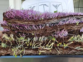On The Grow's Microgreen and Grow Medium stacked after harvesting
