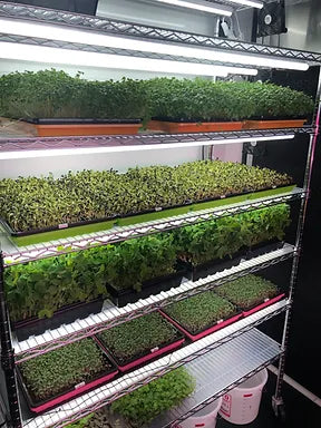 On The Grow's Microgreen grow rack setup