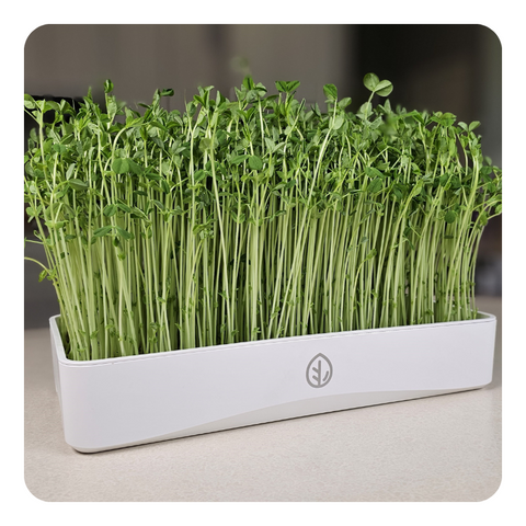 Pea Microgreens growing in 7x14 Tray - On The Grow