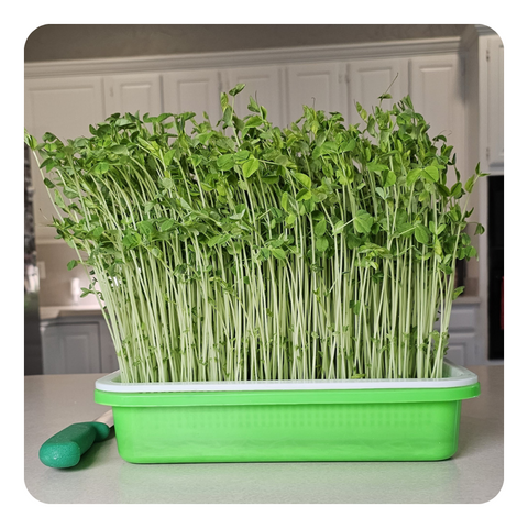 Pea Microgreens growing in Large Sprouting Tray - On The Grow