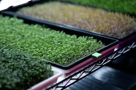 Photo Purple Kohlrabi, Basil and Alflfa Microgreens growing on reusable Microgreen Medium