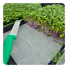 Purple Kohlrabi Microgreens growing on Silicone Reusable Grow Medium