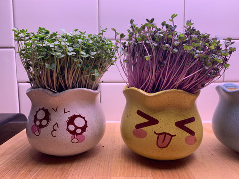 Purple Kohlrabi Microgreens and Broccoli Microgreens growing in Anime Pots