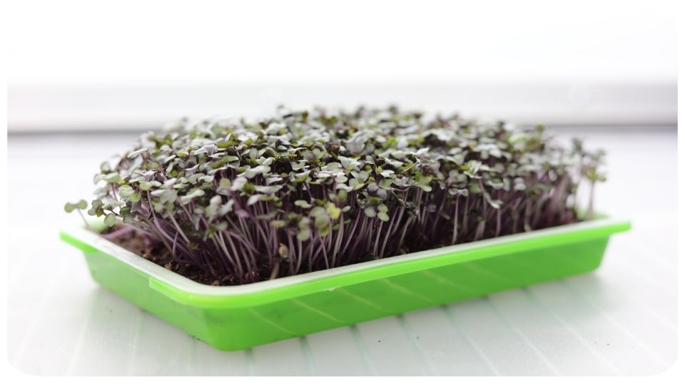 Genovese Basil Microgreens Viewed from the top down by On The Grow, LLC