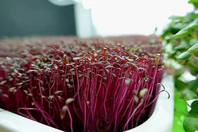 Red Garnet Amaranth Microgreens growing in On the grow Sprouting trays