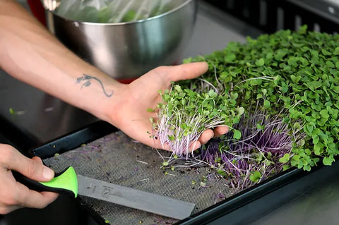 On The Grows reusable microgreen grow medium with purple kohlrabi microgreens growing on it