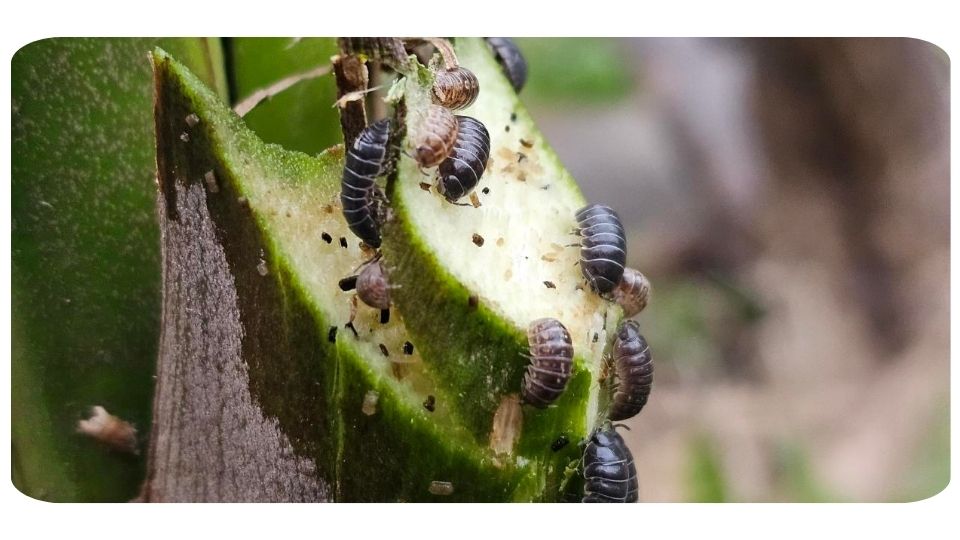 Roly Polies _ Pill Bugs eating a plant outdoors - On The Grow