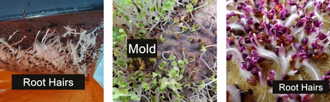 Root hairs vs mold