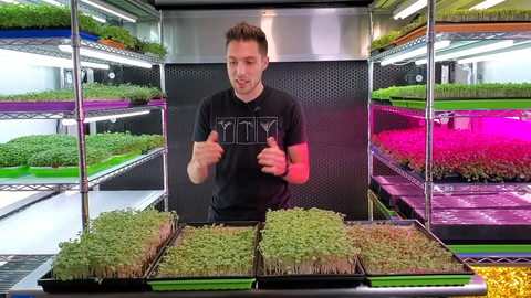 Can Day 5- Paper Towels Grow Microgreens Successfully? | Coco Coir vs Paper Towel