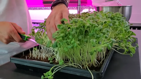 Can Day 8 - Paper Towels Grow Microgreens Successfully? | Coco Coir vs Paper Towel