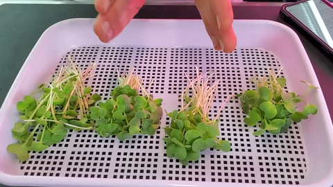 CanApperance - Paper Towels Grow Microgreens Successfully? | Coco Coir vs Paper Towel