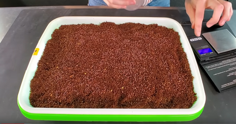 Seeding a sprouting tray with microgreen seeds