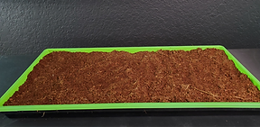 Slotted 1020 Microgreen Tray with filled with the Grow medium Cococoir for growing Hydroponic Microgreens