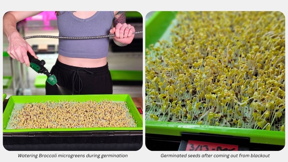 Step 5) Microgreen Germination for the Kratky Method