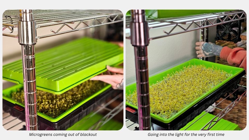 Step 5) Microgreens coming out of the blackout phase of germination and going into the light for the first time