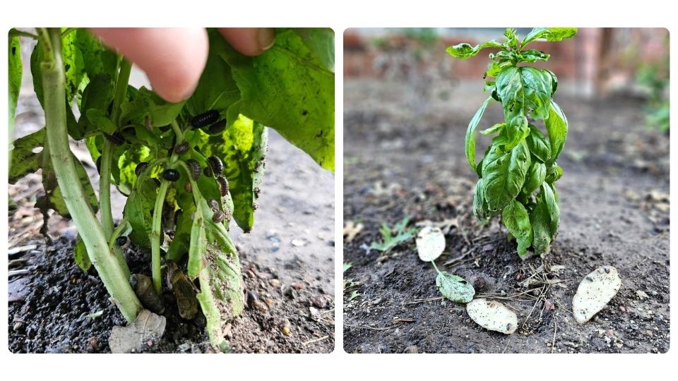 Sweet basil covered in pill bugs by On The Grow, LLC