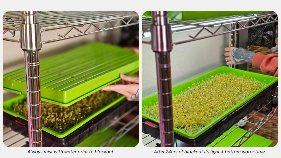Tray of broccoli microgreens being removed from weight during germination. Close up of how they should look (2)