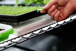 V2 - Black  Agricultral Tray Clip on a Sprouting Tray.JPG