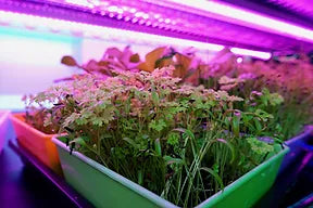 Various Microgreens grown in 5x5 trays by on the grow