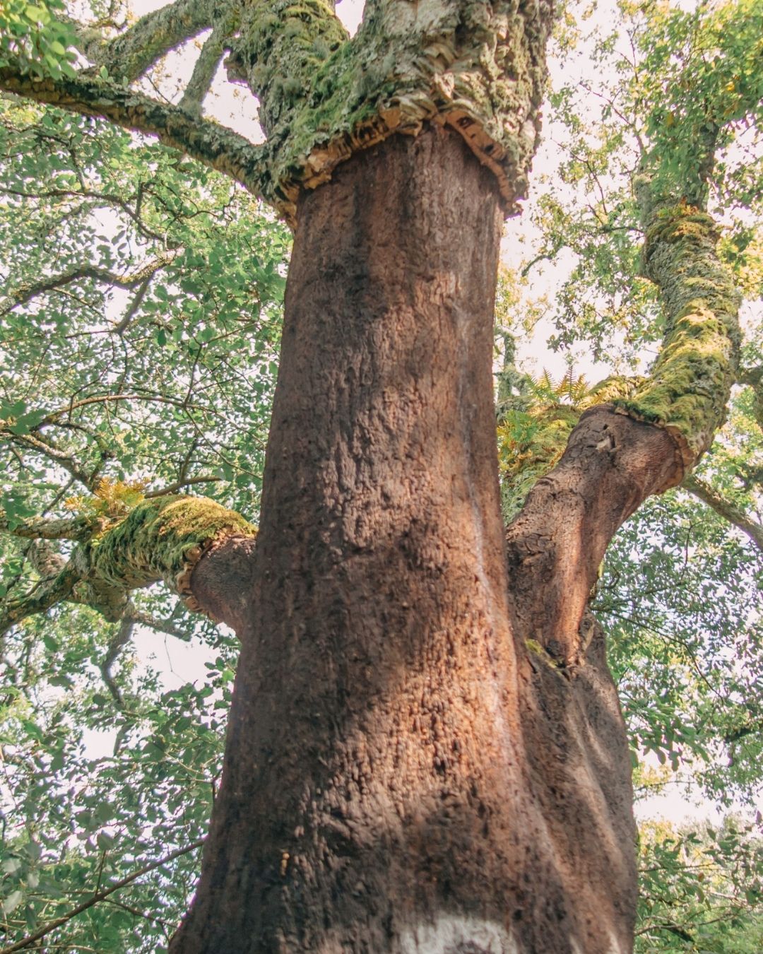 cork oak tree