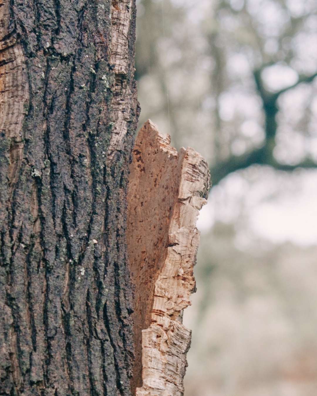 cork oak tree