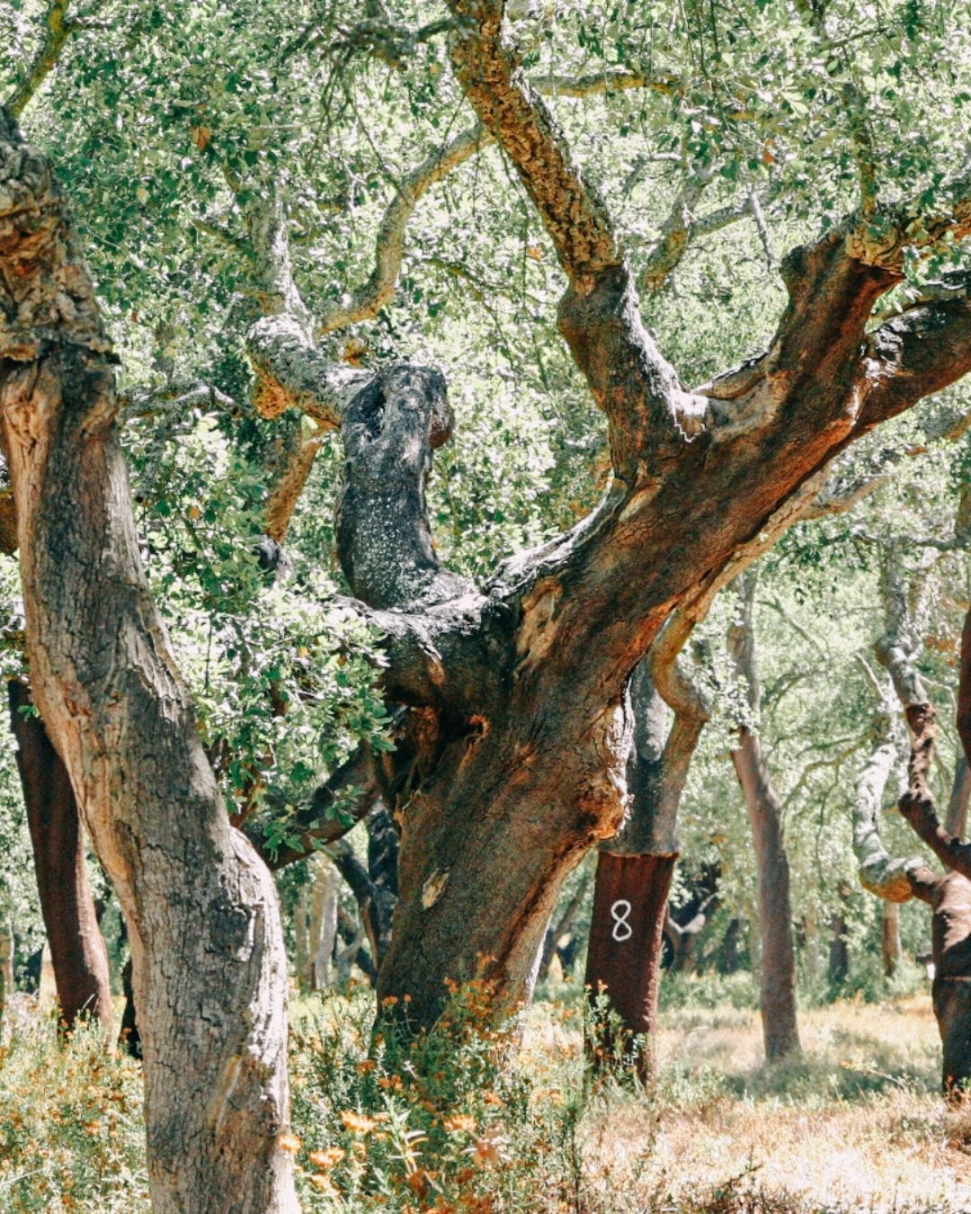 Cork oak trees, Portugal
