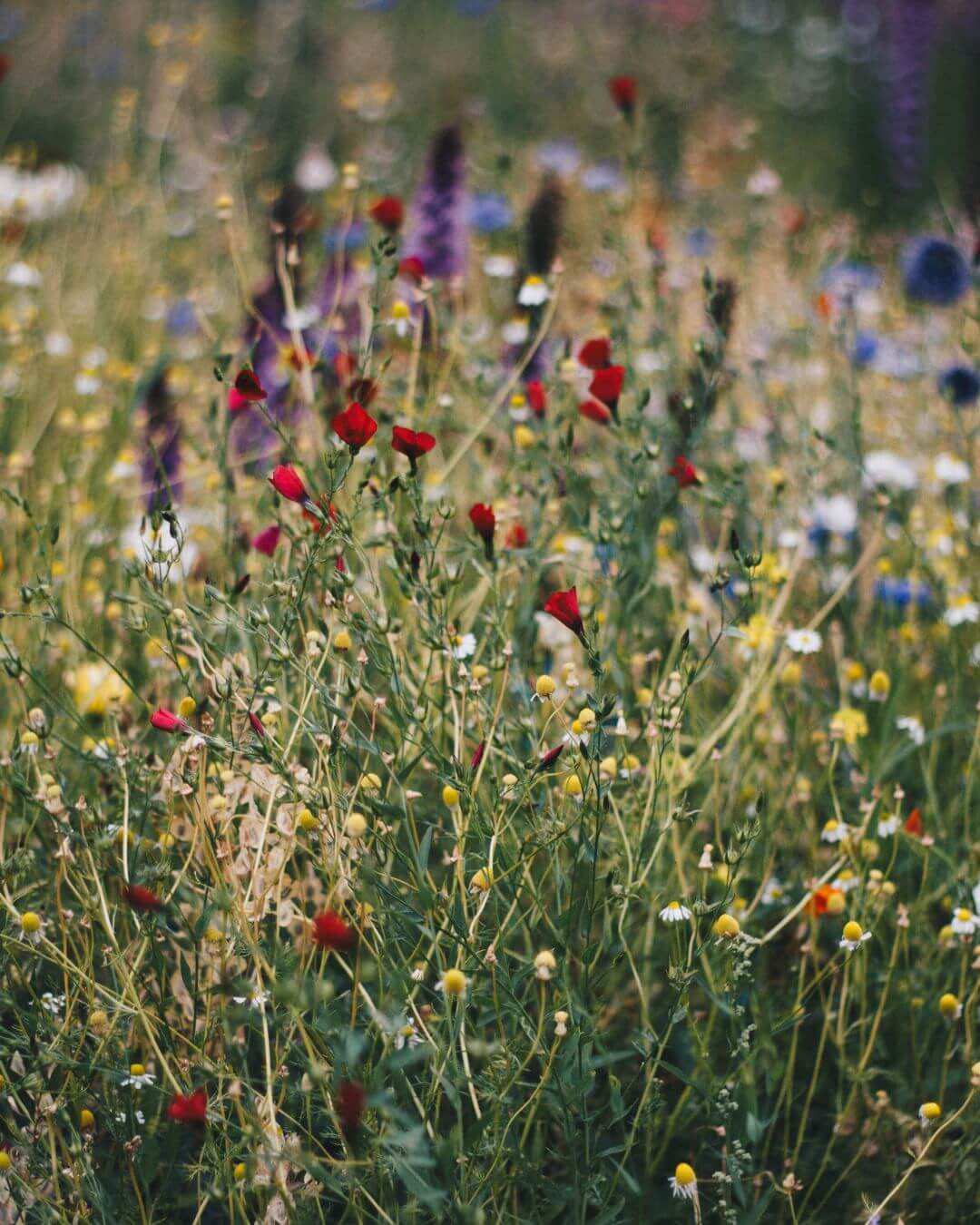 wildflower field